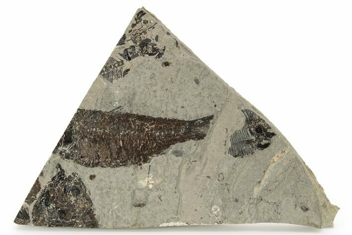 Fossil Fish Mortality Plate - Wyoming #257097